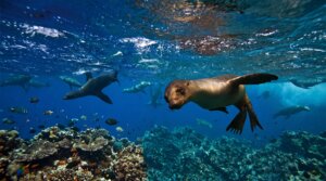 Schooling hammerheads at Wolf Island, one of the best dive sites in the Galapagos