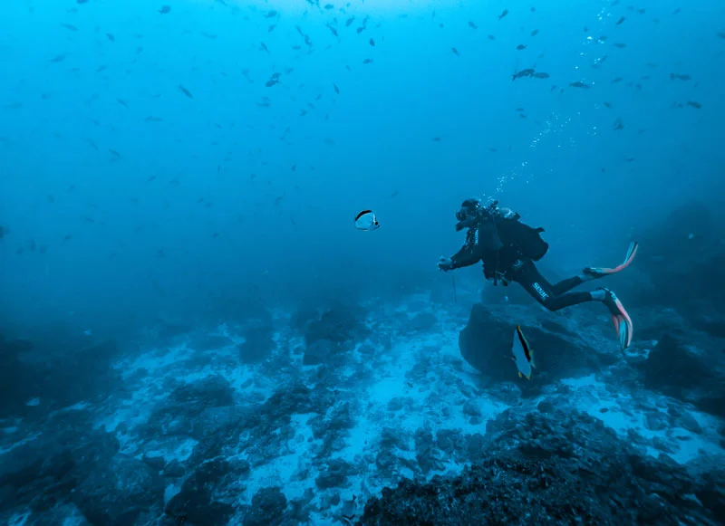 A snorkeler with a sea lion in the shallow waters of the Galapagos