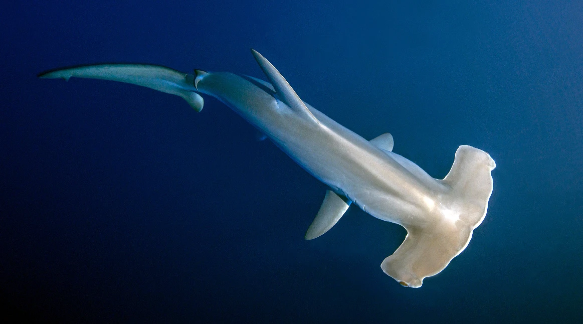 Galapagos Hammerhead Shark