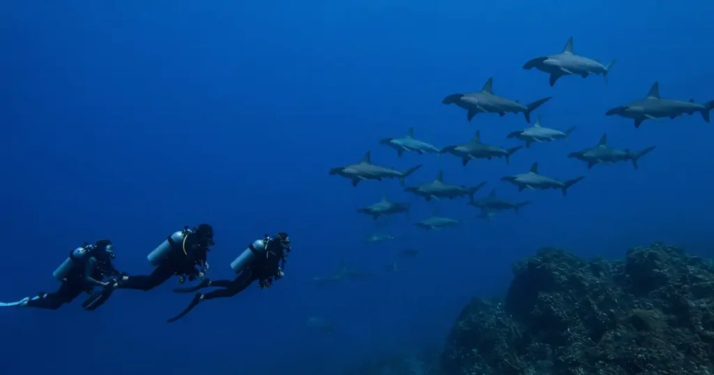 Galapagos Scuba Diving liveaboard guests dive with schooling hammerhead sharks at Darwin and Wolf