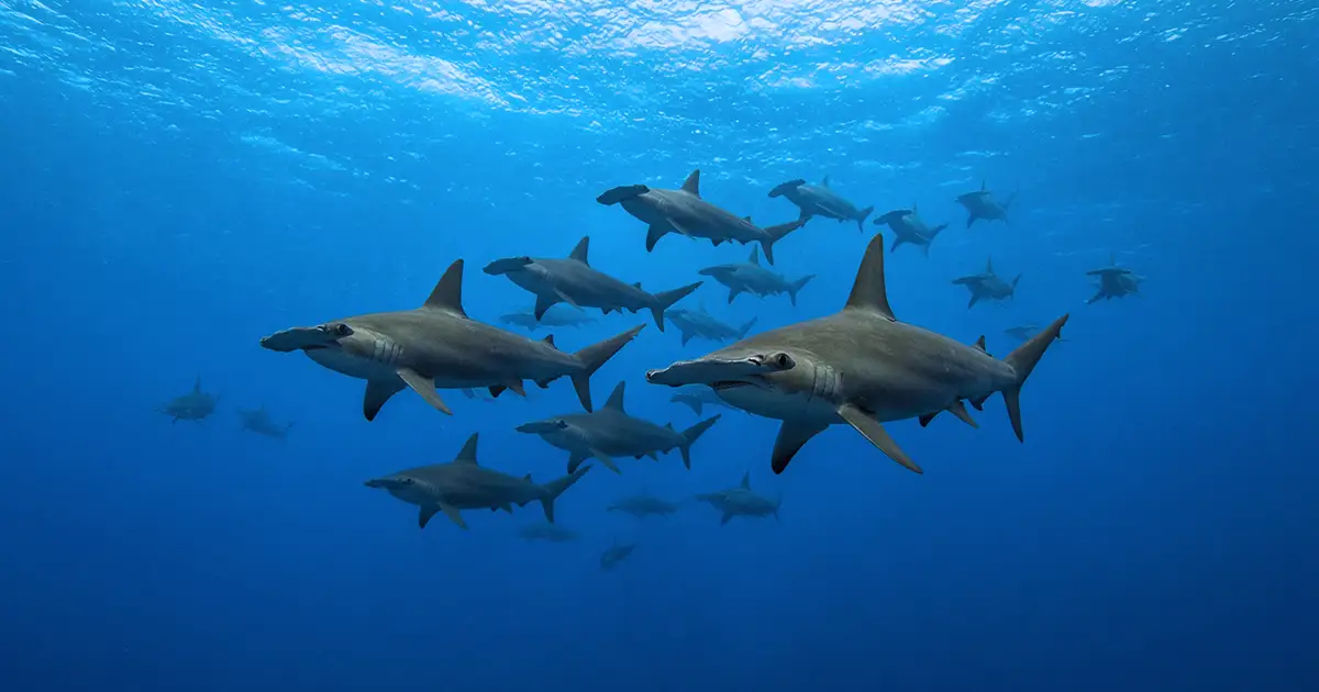 Schooling hammerhead sharks at Darwin and Wolf, the dive sites that draw European divers to the Galapagos